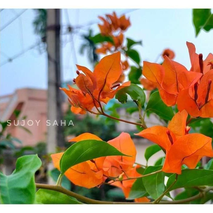 Chilli Orange (Rooted)