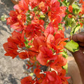 Zakirana (Rooted)