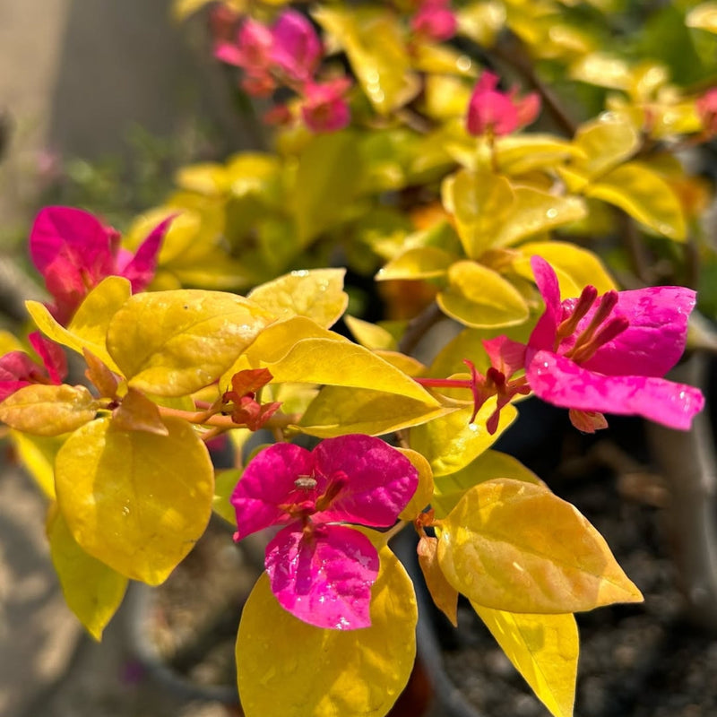 Luminous