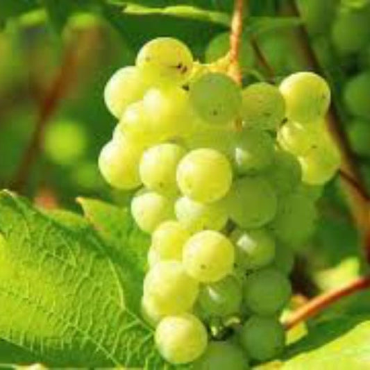 Kashmiri Angur