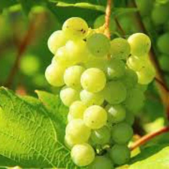 Kashmiri Angur Plant
