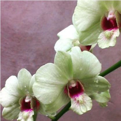 Dendrobium Jade Junion