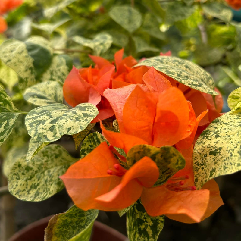 Tiger Orange