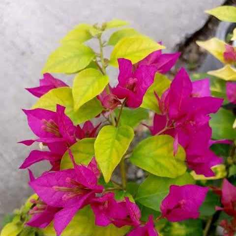 Golden Kayata Magenta