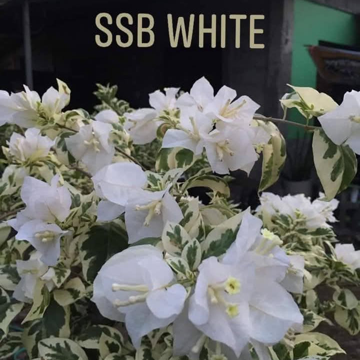 SSB White (Grafted)