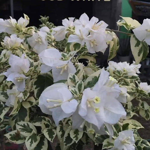 SSB White (Grafted)