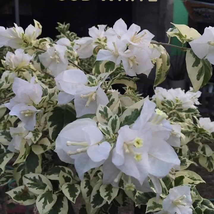 SSB White (Grafted)