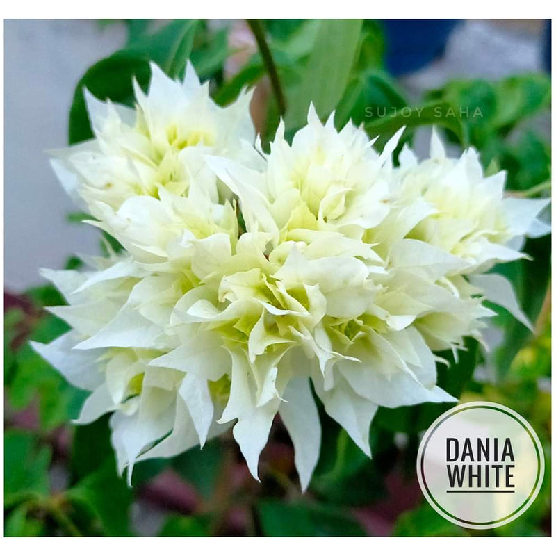 Dania White