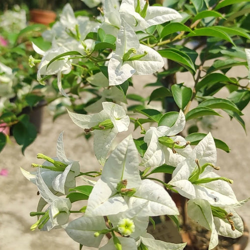 Breeza White ( Rooted)