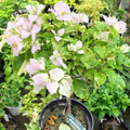 Lite Violet
