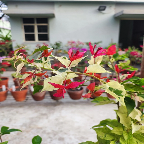 Partho Sarathi (Rooted)
