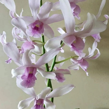 Dendrobium Chanel