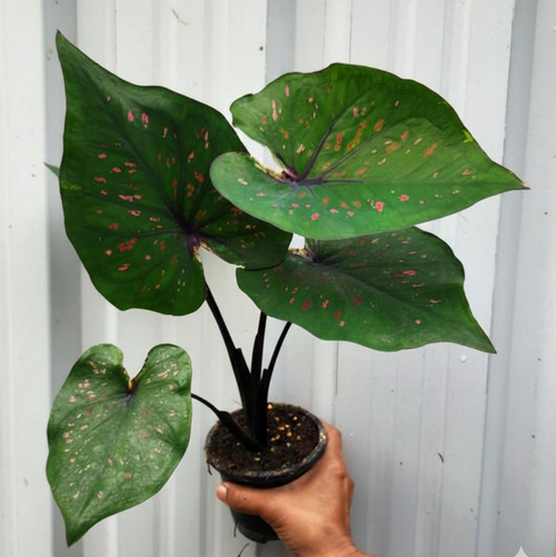 Caladium