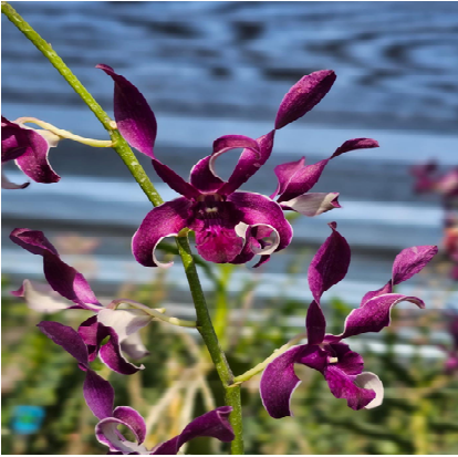 Dendrobium King Ceasar # 46