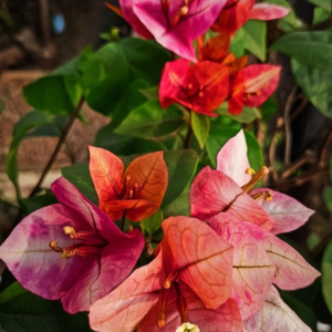 7 Star / Tulangpui (Rooted)