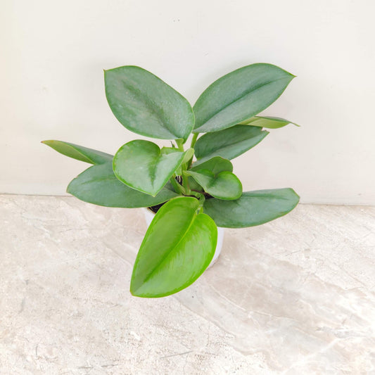 Scindapsus Moonlight