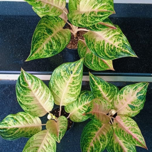Aglaonema Pink Cabbage
