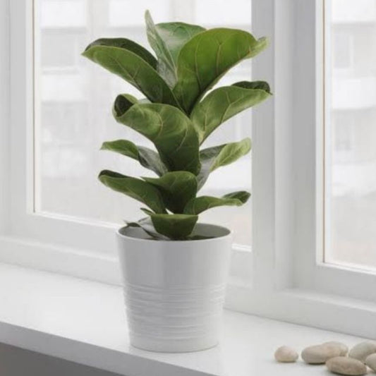 Fiddle Leaf Fig
