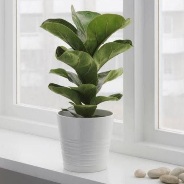 Fiddle Leaf Plant (S)