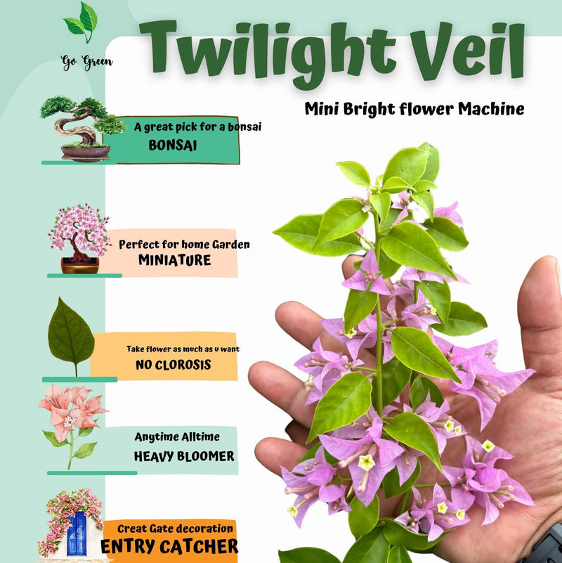 Twilight Veil