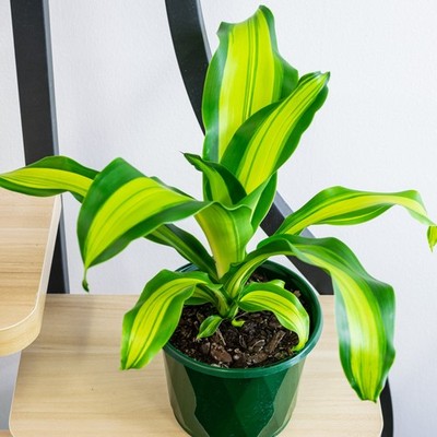 Dracena Gold Cord