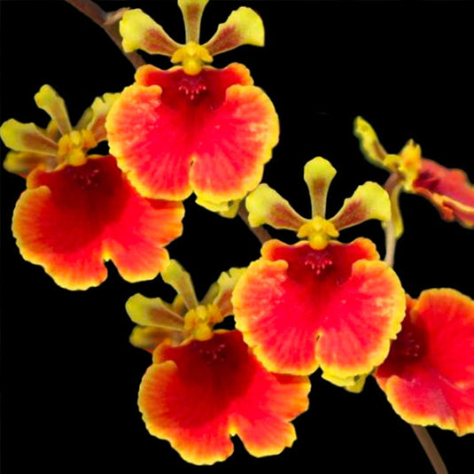 Tolumnia Hybrids SS