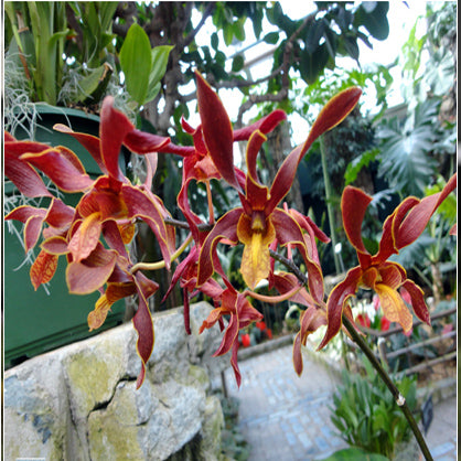 Dendrobium (Cobra x lasianthera)#63