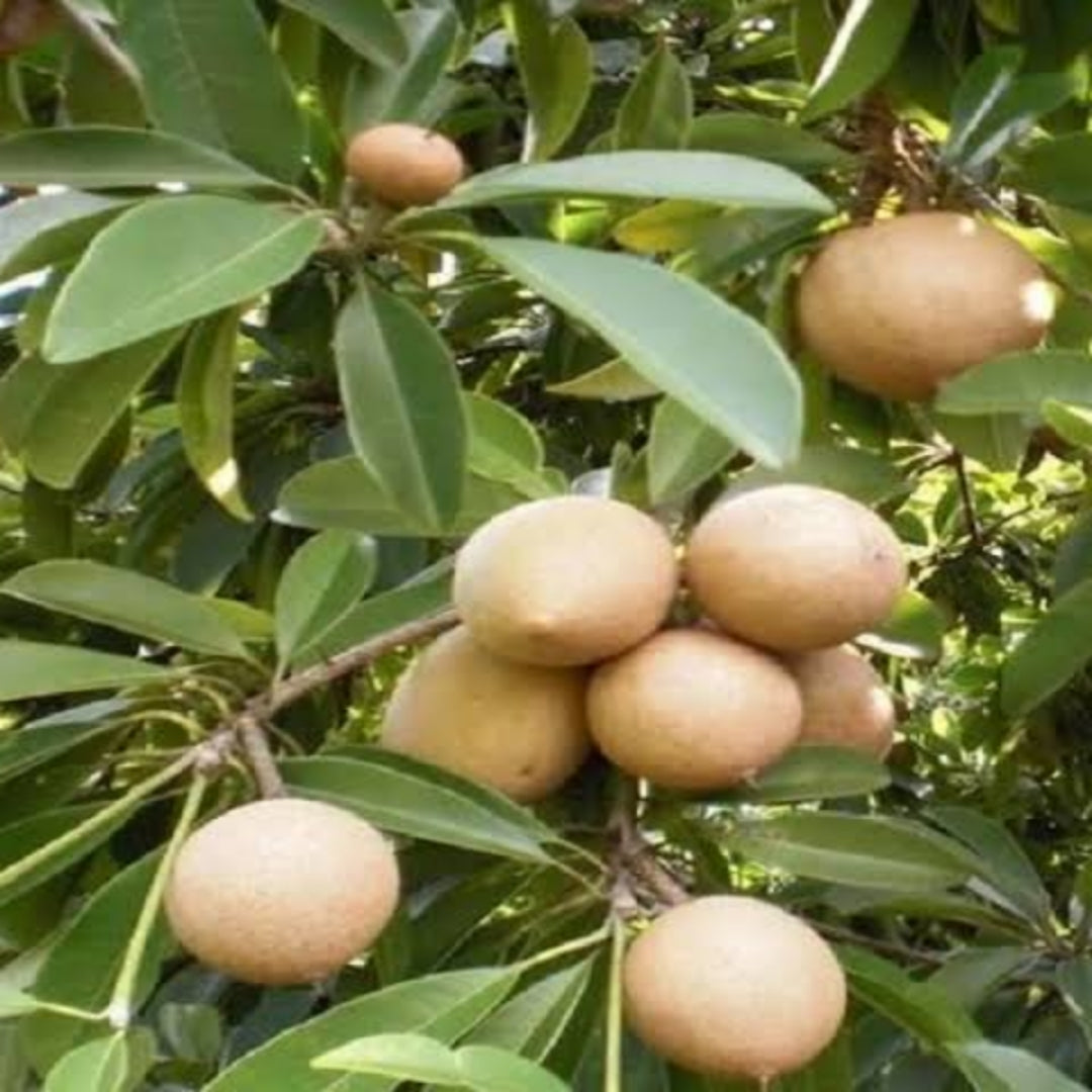 Thai Sapodilla