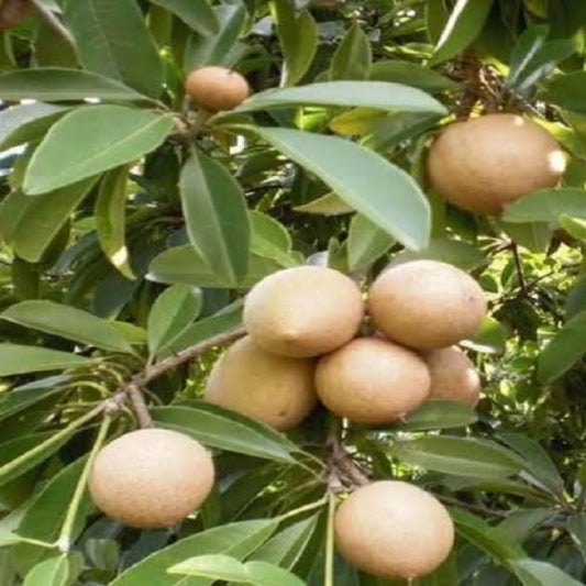 Thai Sapodilla