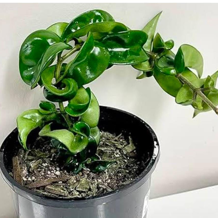 Hindu Rope Hoya