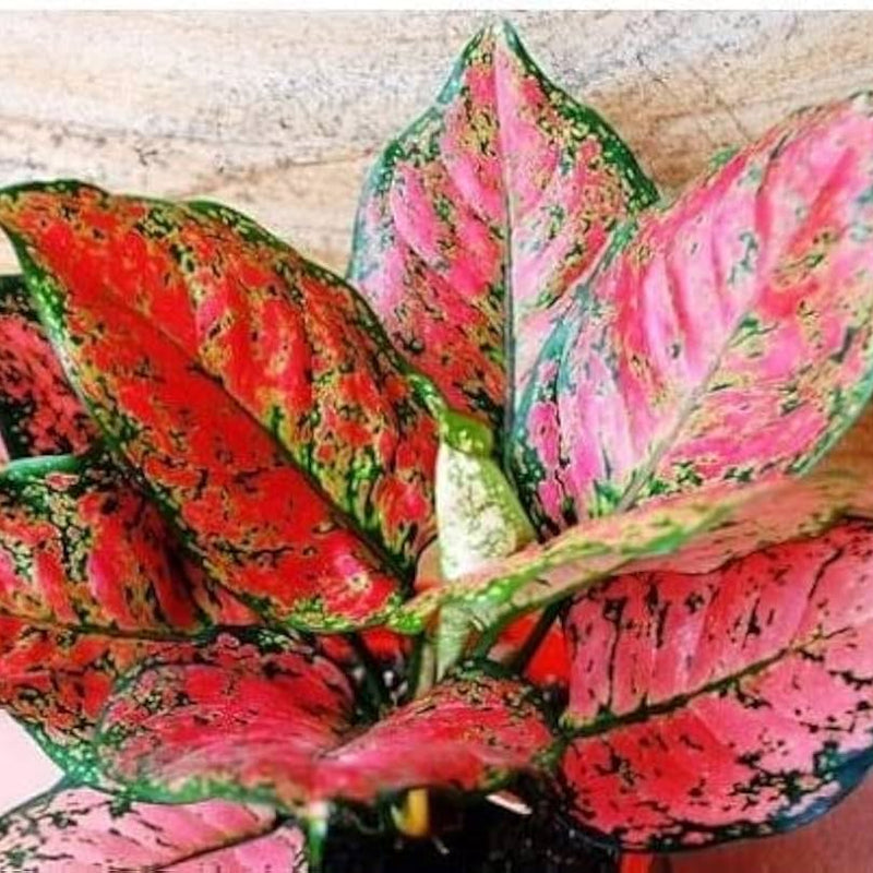 Aglaonema Victoria
