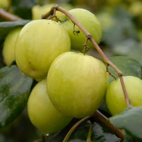 Apple Kul Plant