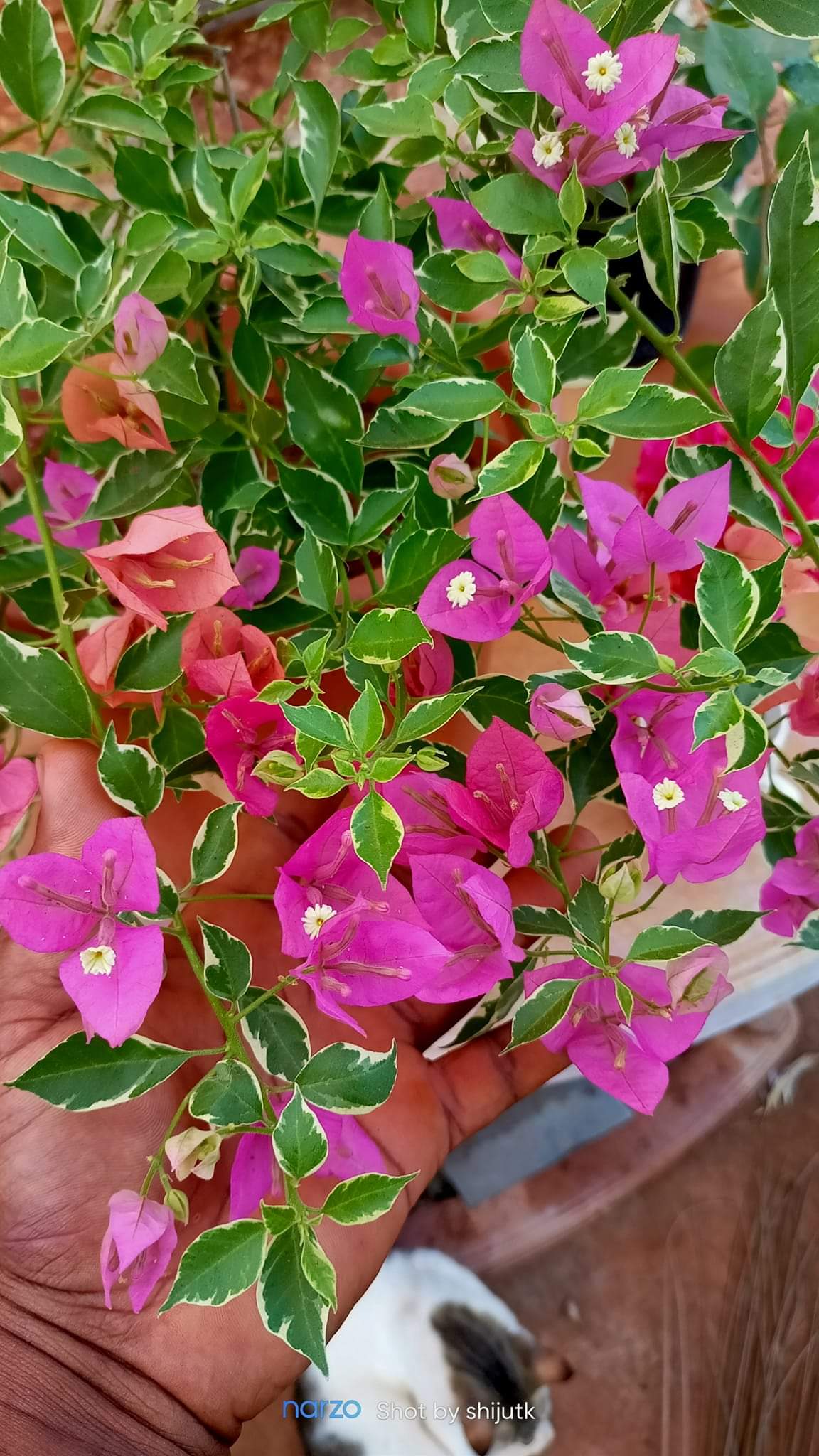 Hawaiian Pink (Grafted)