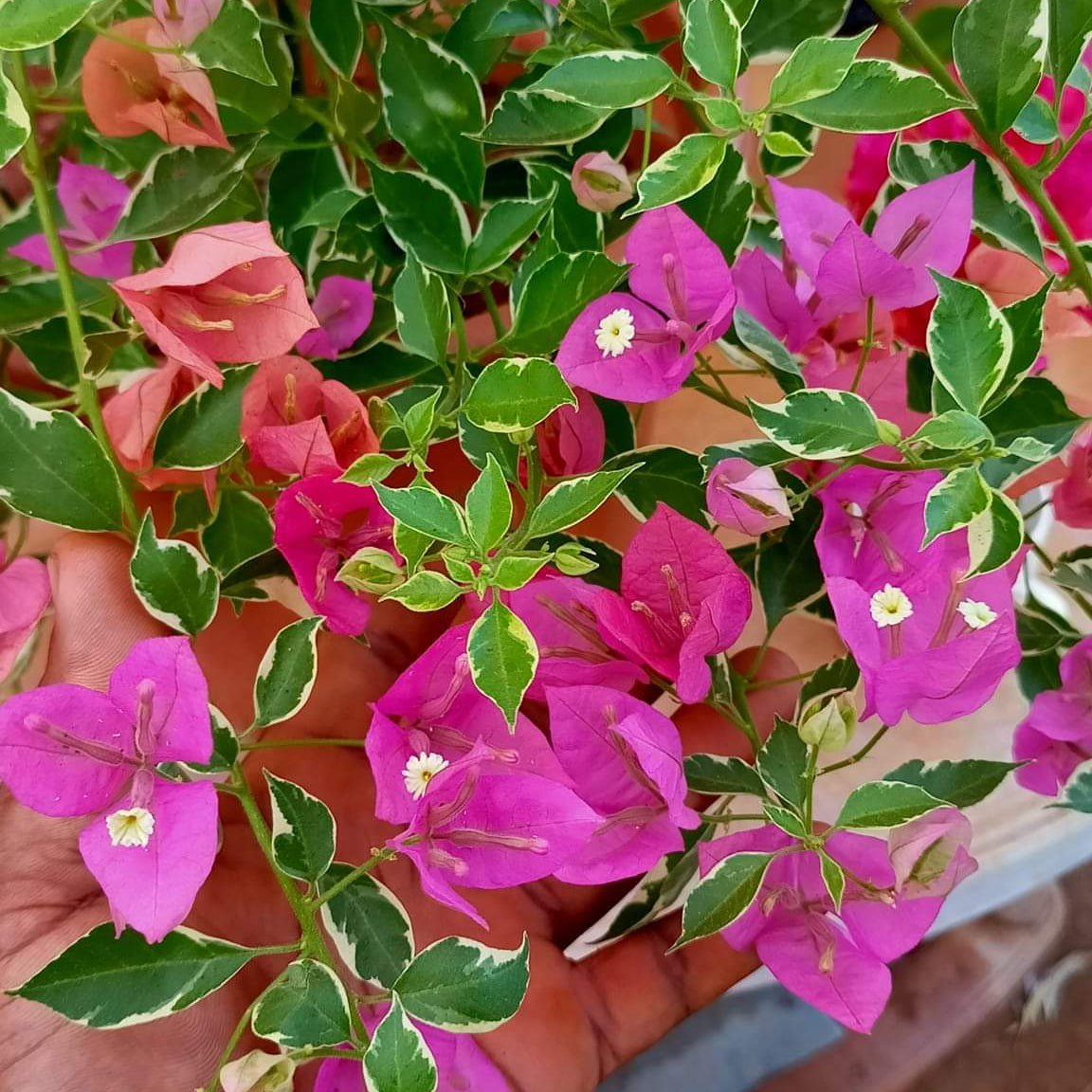 Hawaiian Pink (Grafted)