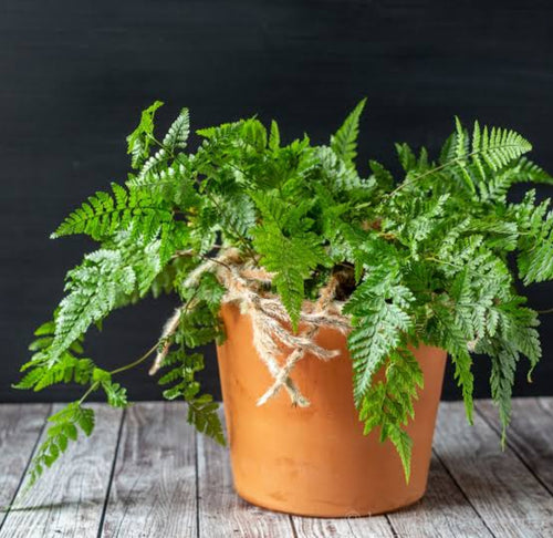 Rabit fern