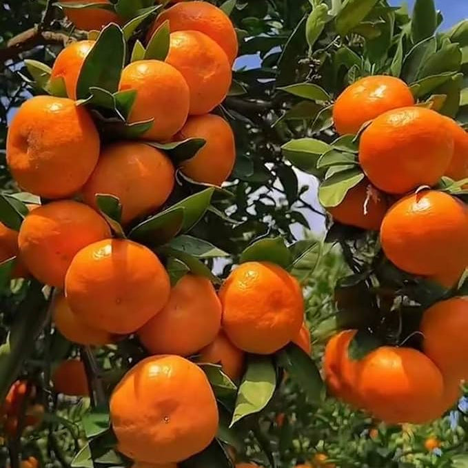 Thai-2 Orange (Malta) Plant