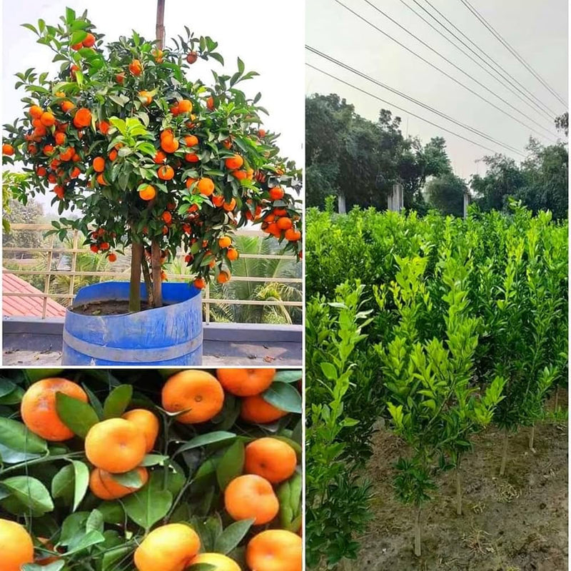 Sweet China Orange Plant