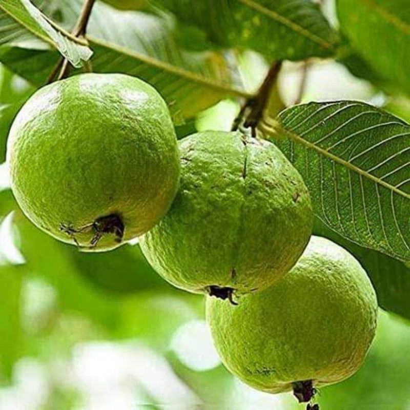 Apple Cross Guava
