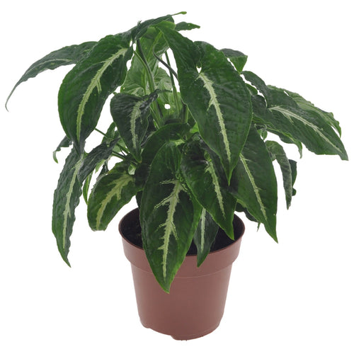 Syngonium Wendlandii