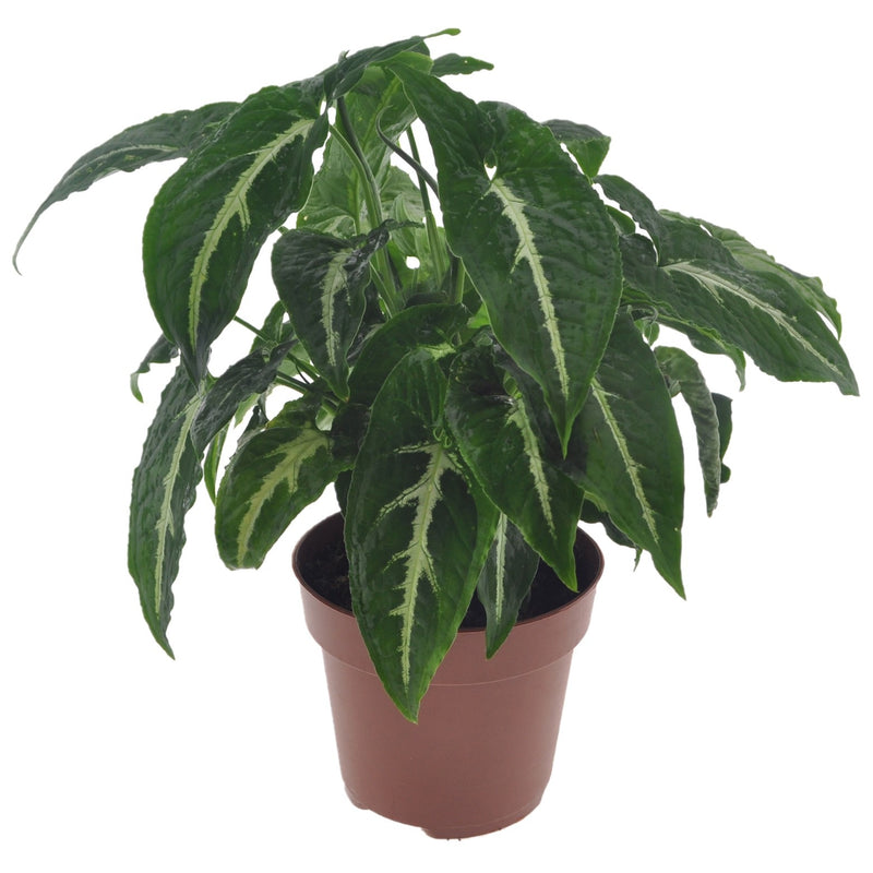 Syngonium Wendlandii