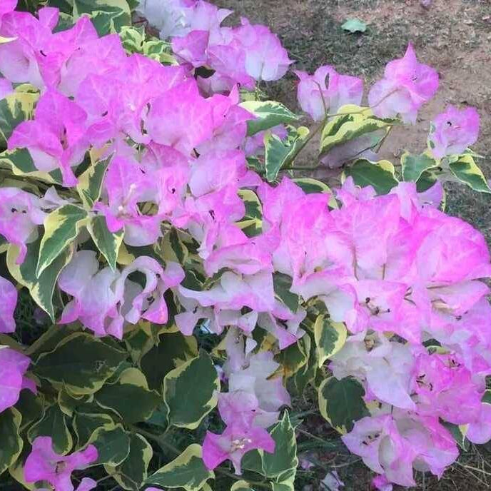 Roma Variegated