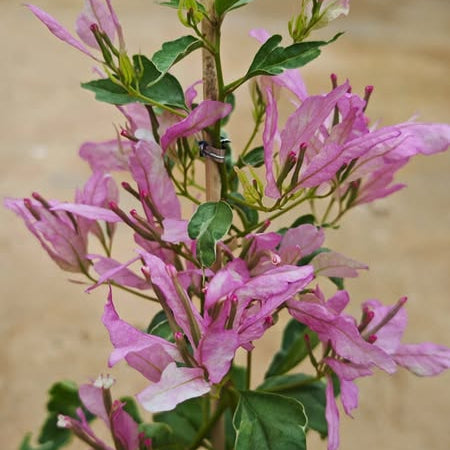 Spider Bougainvillea Plant