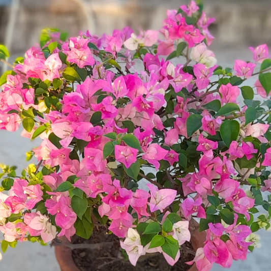 Thai Delight (Rooted)