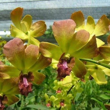 Dendrobium (Chaisri Brown x CKAii )