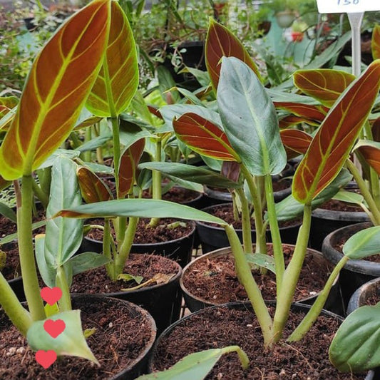 Philodendron Subhastatum