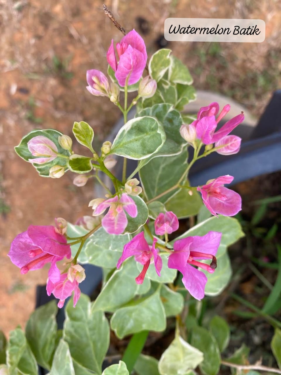 Watermelon Batik