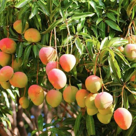 Subarna Rekha Mango