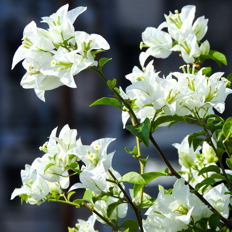 Glabra White