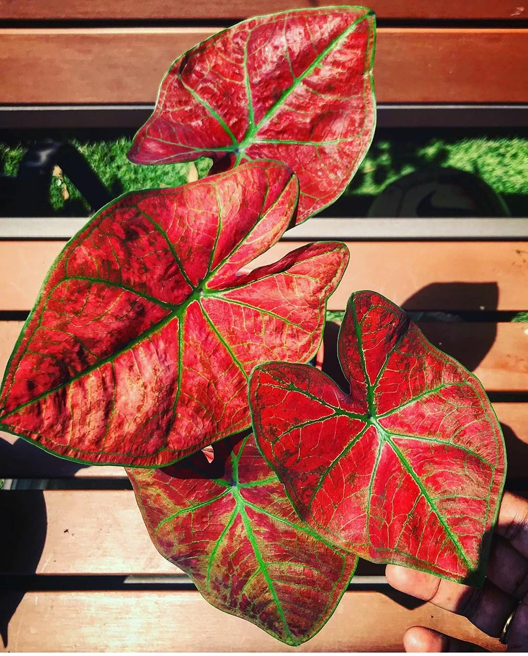Caladium