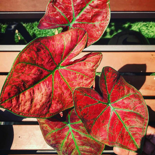Caladium